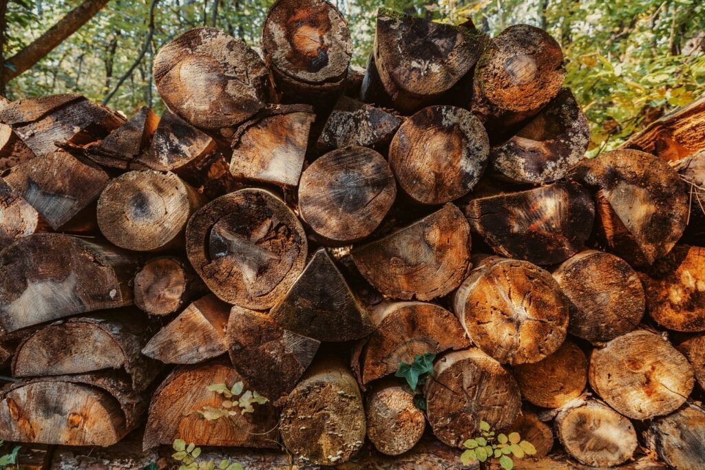Bûches empilées au soleil dans une forêt