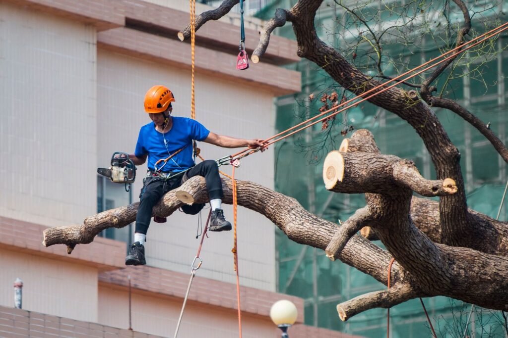 Élagueur professionnel encordé dans un arbre, coupant une branche à la tronçonneuse