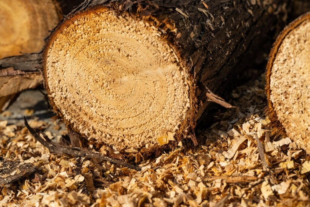 Tronc d’arbre fraîchement coupé montrant ses cernes, sciure autour