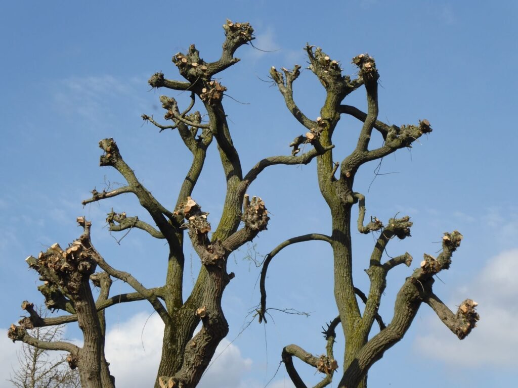 Branches d’arbre fraîchement taillées sur fond de ciel bleu
