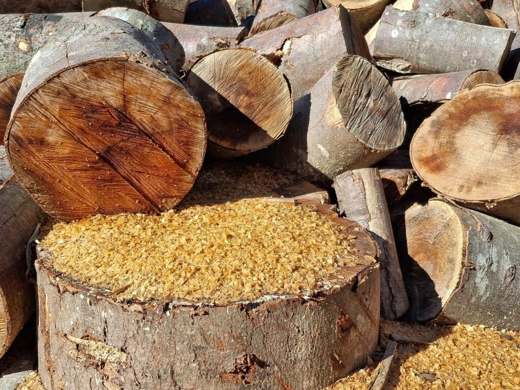 Bûches fraîchement coupées entourées de sciure au soleil