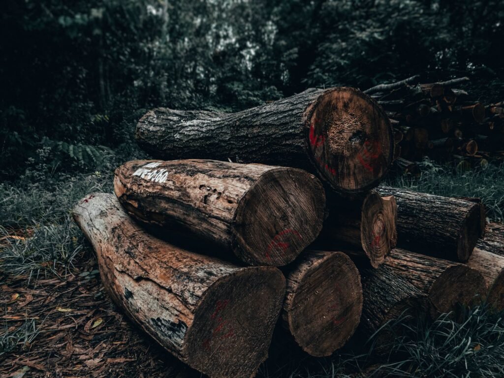 Grumes de bois coupées entassées en sous-bois
